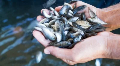 PEDIDOS DE ALEVINOS SEGUEM AT� 27 DE FEVEREIRO