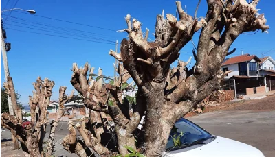 PODA DRASTICA  CRIME AMBIENTAL E PODE GERAR MULTA EM DOIS VIZINHOS