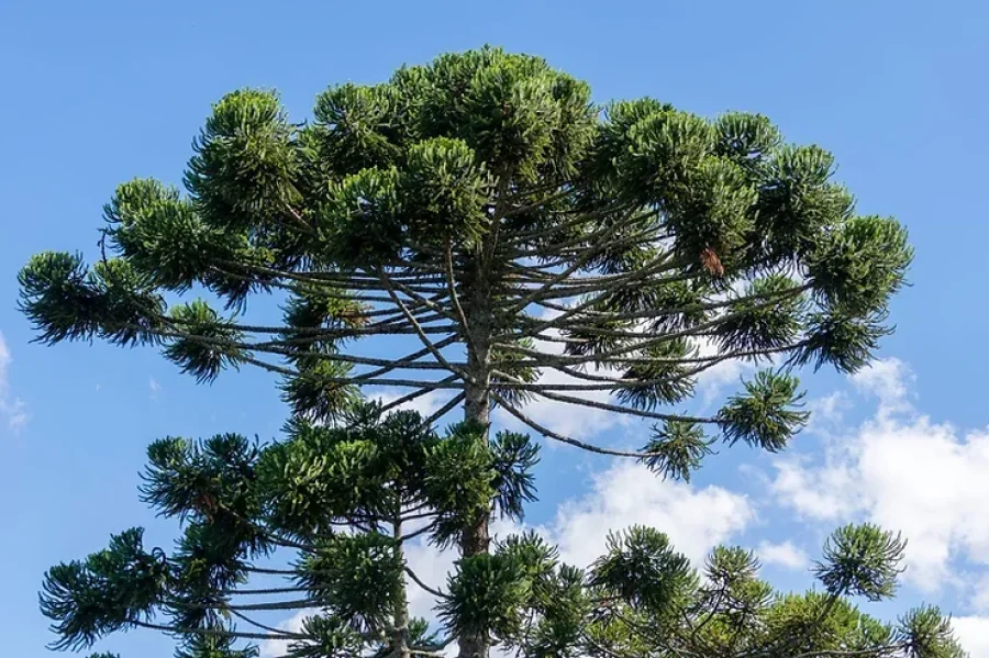 DIA DA ARAUCRIA  CELEBRADO HOJE