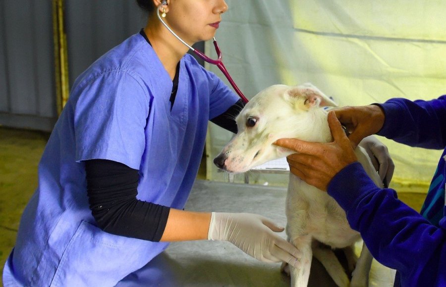 CASTRAPET GARANTE CASTRA��O GRATUITA DE C�ES E GATOS EM DOIS VIZINHOS