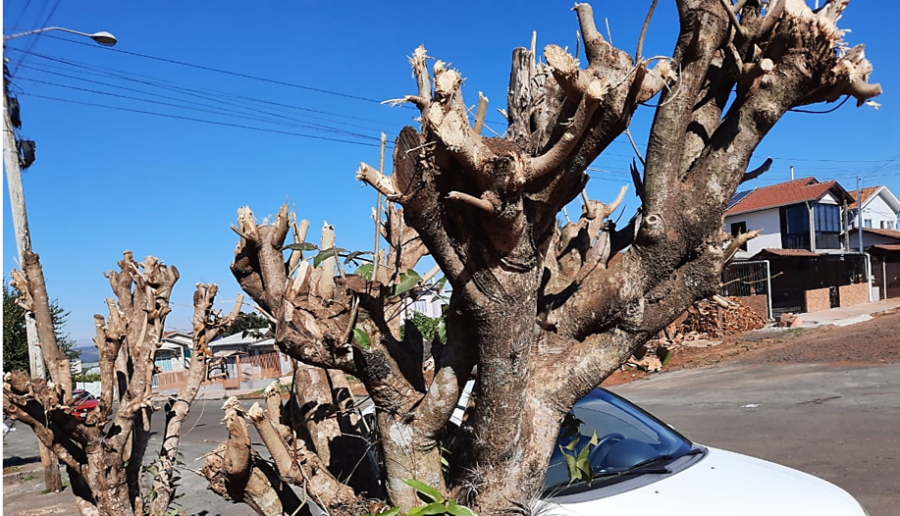 PODA DRASTICA � CRIME AMBIENTAL E PODE GERAR MULTA EM DOIS VIZINHOS