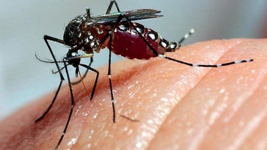 SECRETARIA DE SA�DE ALERTA PARA AUMENTO DOS CASOS DE DENGUE COM A CHEGADA DO VER�O
