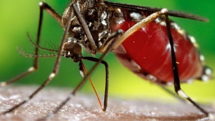 Dois Vizinhos Est� Com Quatro Casos de Dengue Confirmados