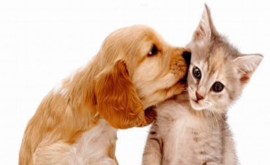 Exposi��o de C�es e Gatos Reunir� Ra�as Especiais
