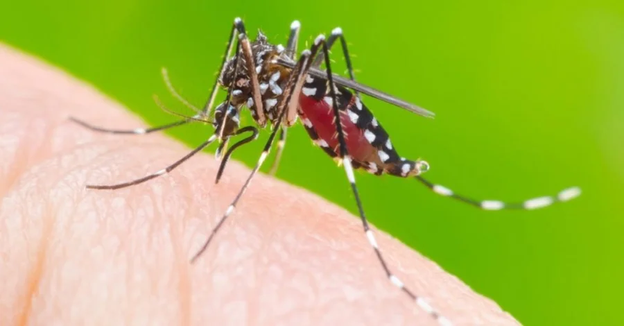 Dois Vizinhos Tem Trs Casos de Dengue Confirmados