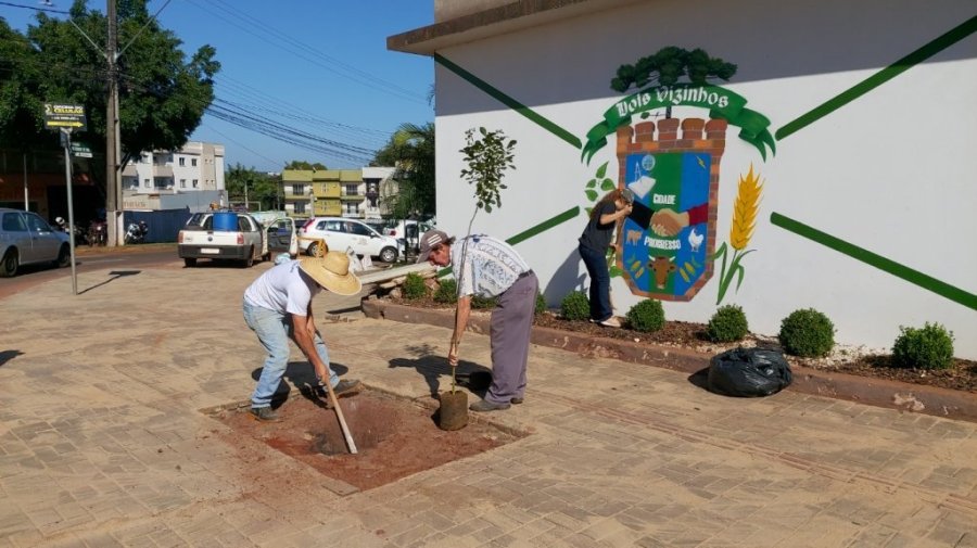 Podas Est�o no Plano Municipal de Arboriza��o - Pmarb