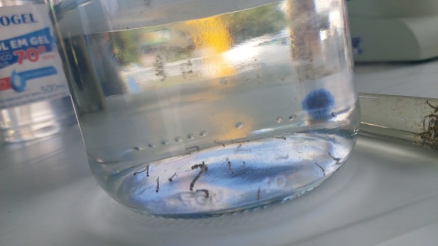 Cresce �ndice de Infesta��o do Mosquito da Dengue Em Dois Vizinhos