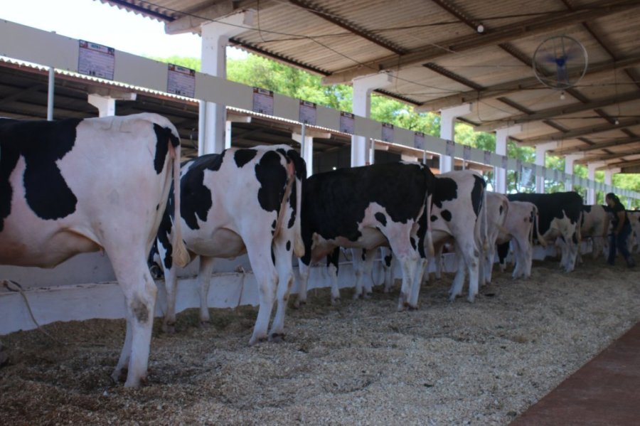 Programa de Melhoramento Gen�tico J� Realizou Aproximadamente 12 Mil Insemina��es Em Menos de 2 Anos.