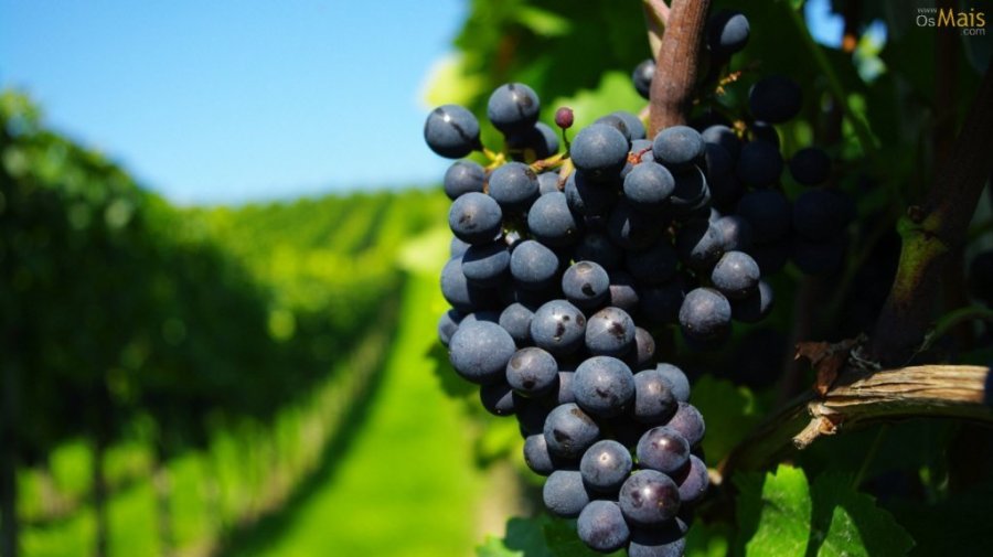 Dois Vizinhos Participa de Programa de Revitaliza��o da Viticultura