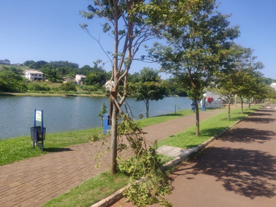 V�ndalos Destroem �rvore no Parque Lago Dourado