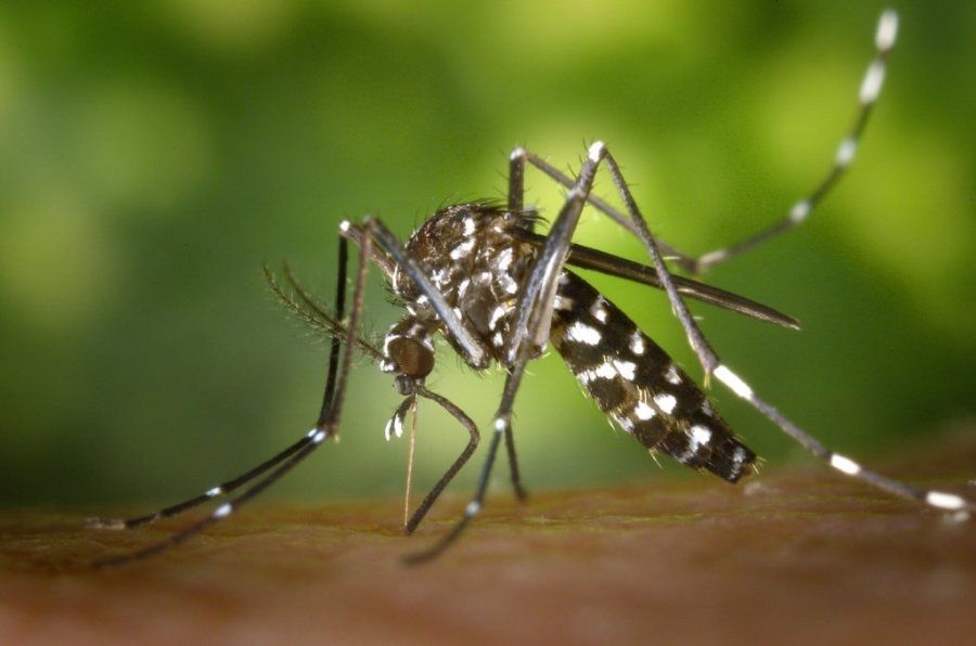Prefeitura Intensifica Fiscaliza��o de Terrenos Baldios Em Meio � Epidemia de Dengue