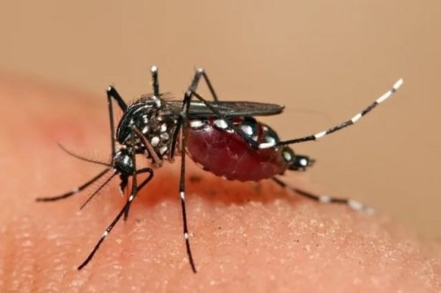 DENGUE EM DOIS VIZINHOS: 15% DA POPULA��O J� CONTRAIU A DOEN�A EM 2024