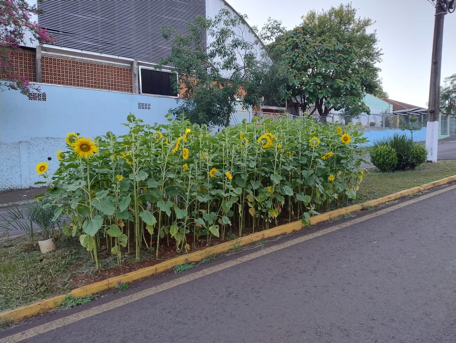 GIRASSIS FLORESCEM EM DOIS VIZINHOS E SIMBOLIZAM RENOVAO E BELEZA URBANA