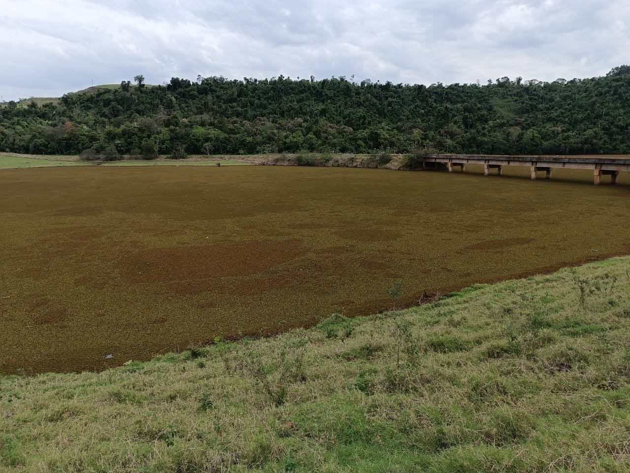 MARREQUINHAS TOMAM CONTA DO RIO JARACATI E ACENDEM ALERTA AMBIENTAL NA REGIO