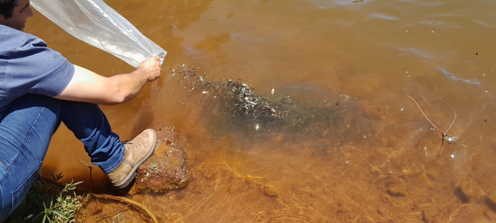 SOLTURA DE PEIXES MARCA PASSAGEM DO DIA DO RIO