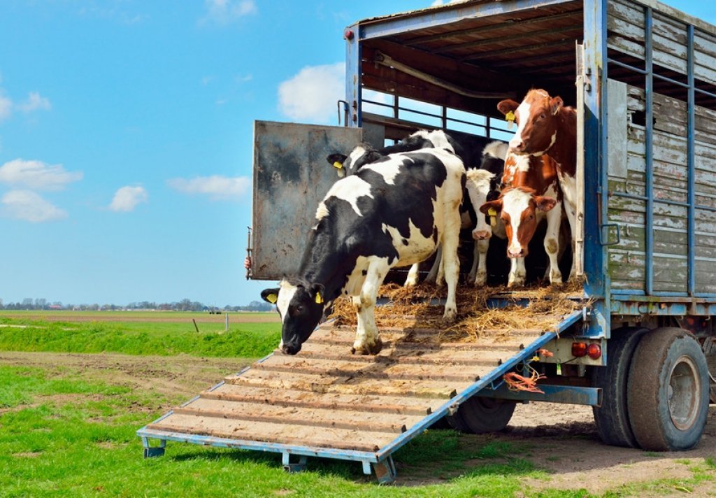 Transporte de Animais Precisam de Guia de Trnsito