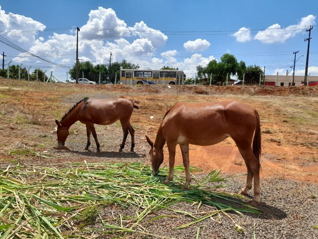 Dois Muares Aguardam a Presena do Proprietrio