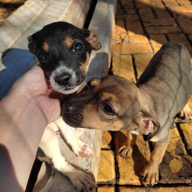 Projeto de Controle de Ces e Gatos de Dois Vizinhos Est Fazendo Ao de Conscientizao Contra o Abandono de Animais