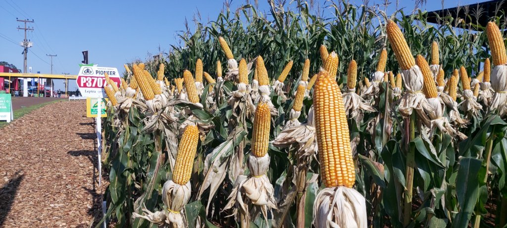 Agricultura: Dois Vizinhos  Destaque Novamente no Vbp e Est no Top 10 do Estado