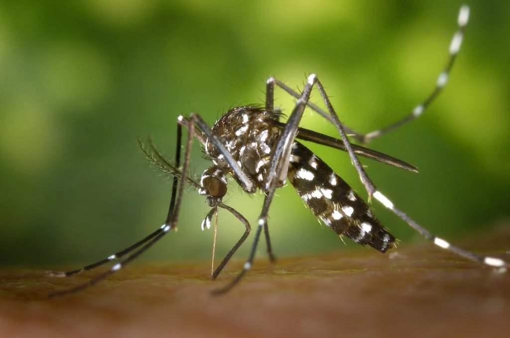 Casos de Dengue Disparam Em Dois Vizinhos, Com Internaes J Registradas