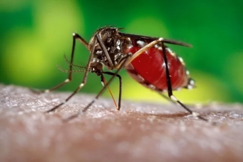 Alerta Vermelho: Dengue Avana Com 4 Doentes Internados e 161 Casos Confirmados!