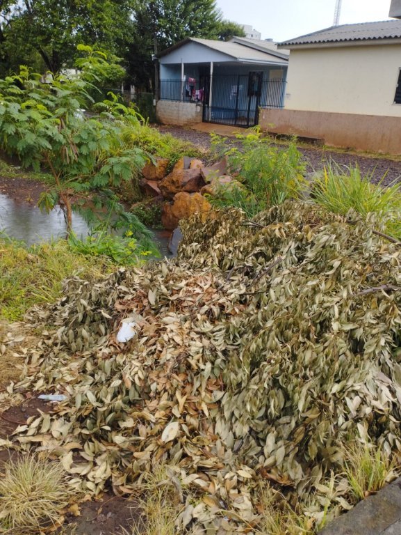 Descarte de Galhos Pode Agravar Riscos de Alagamentos