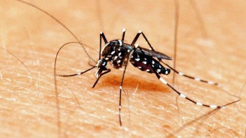 Curiosidades Sobre o Mosquito da Dengue Que Voc No Sabia